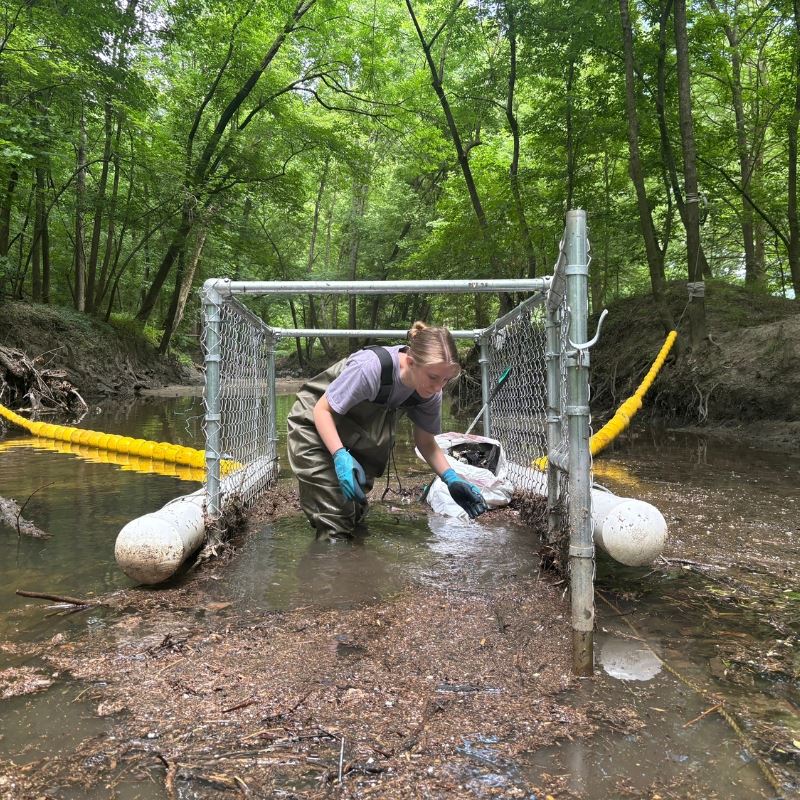 Young woman in waders removes debris from trash trap in river